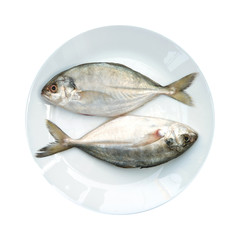 Yellow Tail Scad fish, Decapterus fish, on White plate,  isolated on white background