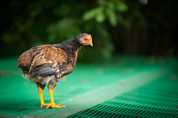 chicken of Russian breed Kuchinskaya walking on the cage