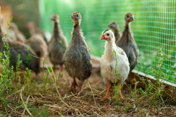 Beautiful little Guinea fowl looking at you. Breeding of Guinea fowls in the harsh Northern climate...