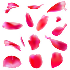 beautiful rose petals, isolated on a white background,Valentine