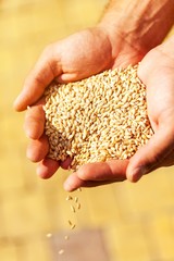 Human hand holding grains and gardening