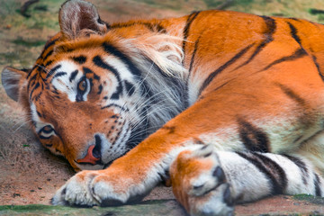 Tiger is sleeping, and relaxation. Predator is resting.