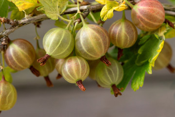 Fresh green gooseberries on a branch under the leaves.