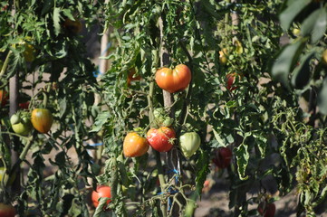 tomatoes