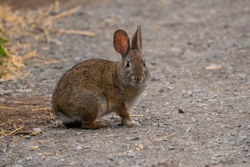 Cute Brush Rabbit on walking path.  Point Reyes Station California.