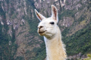 Obraz premium Llama portrait 