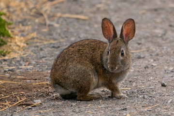 Naklejka na ściany i meble Cute Brush Rabbit on walking path. Point Reyes Station California.