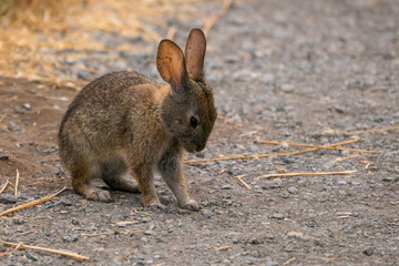 Cute Brush Rabbit on walking path.  Point Reyes Station California.