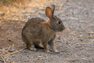 Naklejka na ściany i meble Cute Brush Rabbit on walking path. Point Reyes Station California.