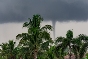 tornado behind palm trees on a stormy summer morning