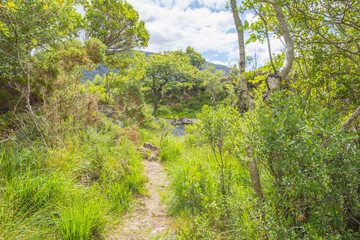 Fototapeta premium Panorama of edge and surroundings of a lake in a national park in summer