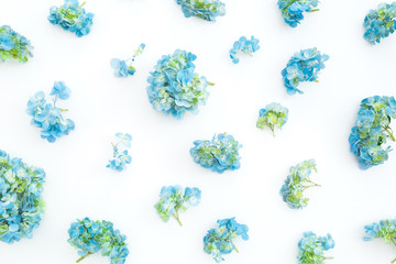 Blue hydrangea flowers on white background. Flat lay, top view. Floral background