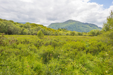 Panorama of edge and surroundings of a lake in a national park in summer