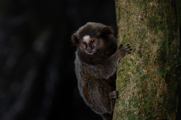 Capuchin monkey holding on to a tree trunk and looking down for an opportunity to get food in the forest of Rio de Janeiro