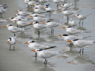 Royal Tern on the Beach 