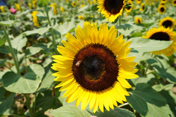 A closeup view of a sunflower. 