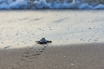 baby loggerhead turtle on the sand heading for the ocean