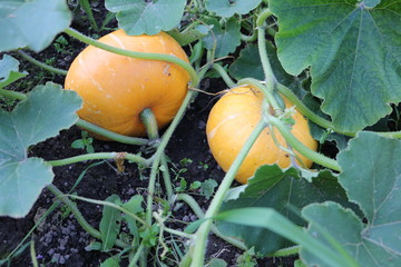 pumpkin