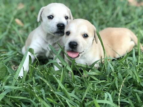 perrito