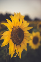 sunflower in field 