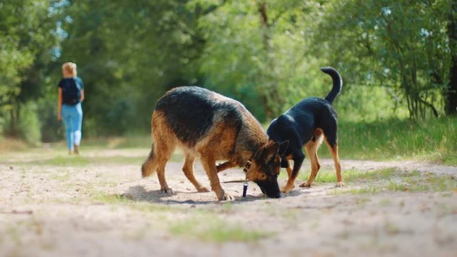 Two dogs attached by leash sniffing a spot on a trail while a young woman walks away and they give chase. Dwingeloo, Netherlands.