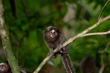 Curious sagui monkeys in the city forest of Rio de Janeiro, Brazil