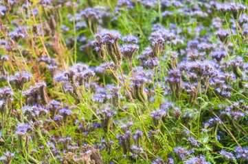Lilac flowers of honey plants lacy phacelia or purple tansy (Phacelia tanacetifolia)
