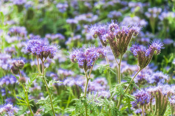 Lilac flowers of honey plants lacy phacelia or purple tansy (Phacelia tanacetifolia)