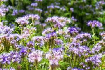Fototapeta premium Lilac flowers of honey plants lacy phacelia or purple tansy (Phacelia tanacetifolia)