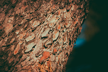 Textura de árbol