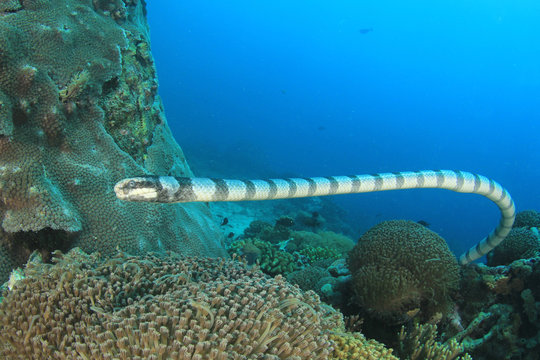 Banded Sea Krait (Snake)   