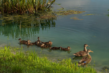 Mallard family in a pond