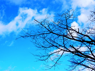 Dark black silhouette of small thin spread tree shoot dry no leaf stick distributed from right corner, with deep blue sky and white cloud background