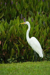 Great white heron in grass