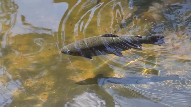 Rainbow Trout swimming in an outside tank at the Leadville National Fish Hatchery, U.S. Fish and Wildlife Service, Colorado, United States of America.