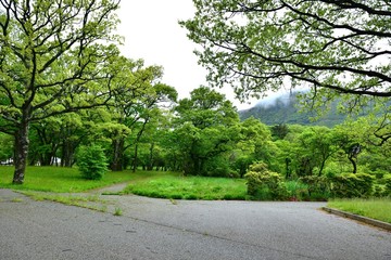 新緑に包まれた公園