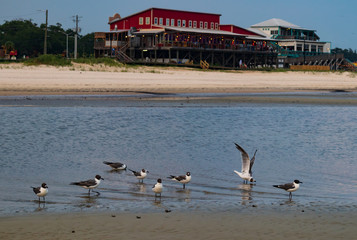 Seagulls in the water on the beach