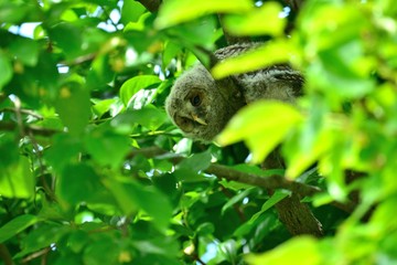 巣立ち直後のフクロウの雛