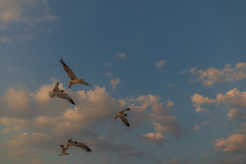 Fototapeta premium Seagulls flying with blue sky and white clouds in background