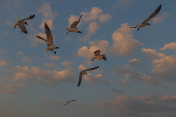Seagulls flying with blue sky and white clouds in background