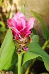 Siam tulip flowers in tropical