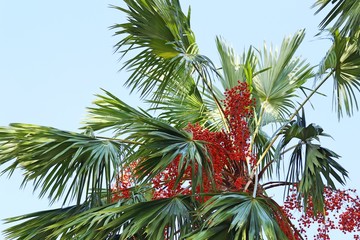 Betel palm on tree