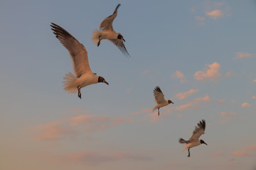 Seagulls flying with blue sky and white clouds in background