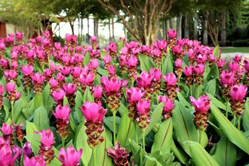 Siam tulip flowers in tropical