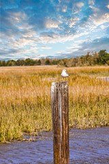 Seagull on Post in Marsh