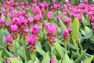 Siam tulip flowers in tropical