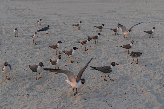 Seagulls in the sand on the beach © Martina