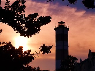 Lighthouse sun flowers 