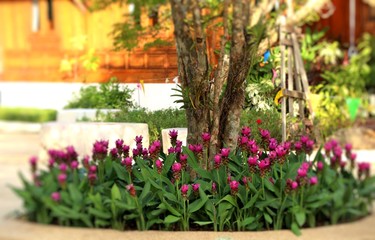 Fototapeta na wymiar Siam tulip flowers in tropical