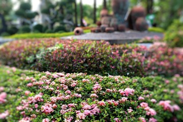 Ixora flowers in park
